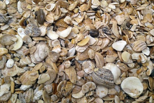 Морская ракушка фр. 5-20 мм  купить с доставкой в Ставрополю фото 