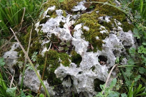  Выветренный известняк со мхом фр. 100-500 мм.  купить в Ставрополе известняк серый белый зеленый валун известняковый крупный 7 500 руб/т   фото 