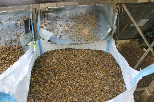  Галька окат (серо-желтая) фр.10-20 мм. купить   в Ставрополе галька серо-желтая, рыжая, серый речная окатанная округлая галька 4000 руб/т   фото 