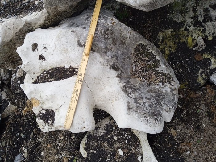 Выветренный известняк со мхом фр. 100-500 мм.  купить в Ставрополе известняк серый белый зеленый валун известняковый крупный 7 500 руб/т   фото 