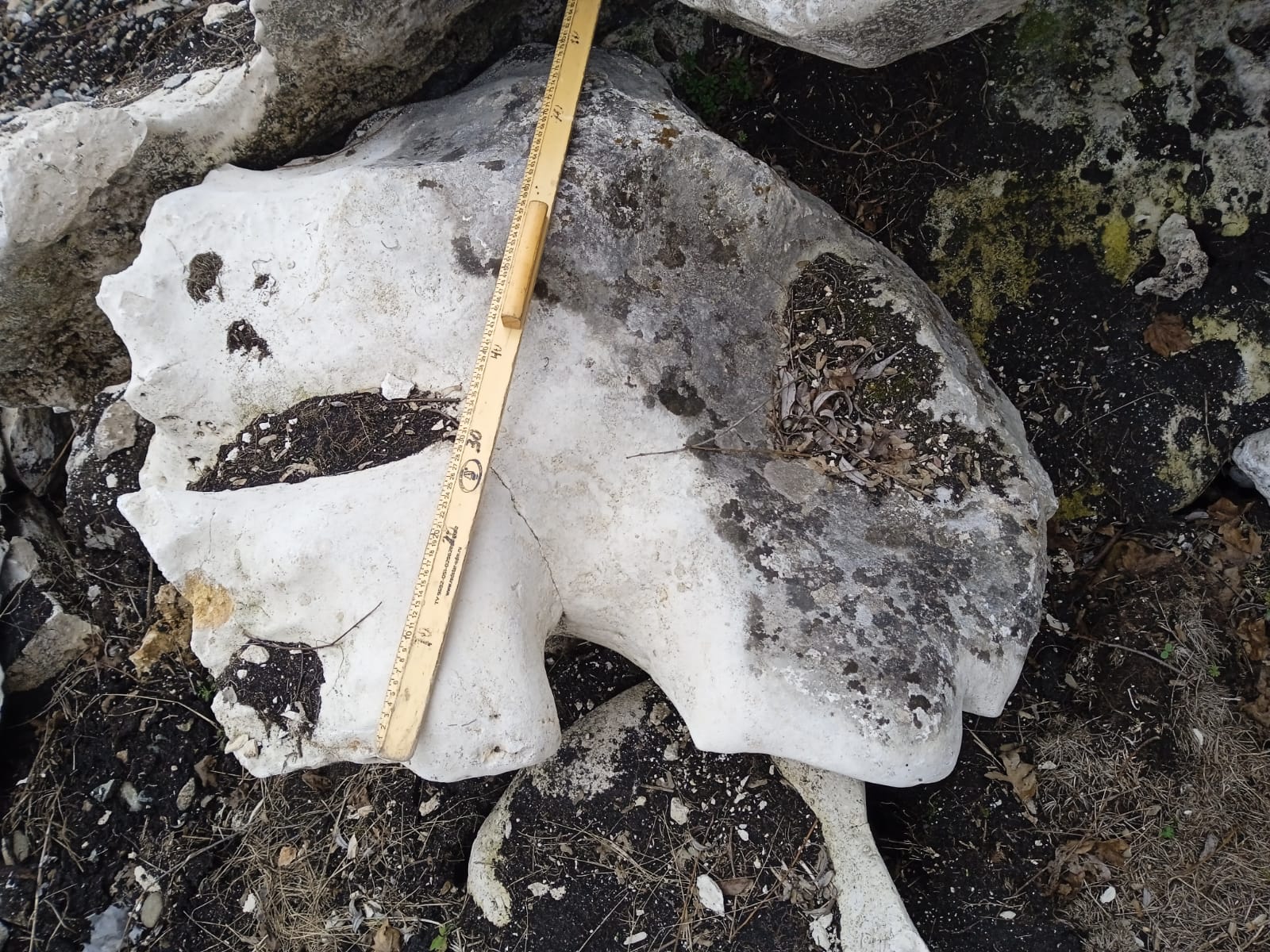  Выветренный известняк со мхом фр. 100-500 мм.  купить в Ставрополе известняк серый белый зеленый валун известняковый крупный 7 500 руб/т   фото 