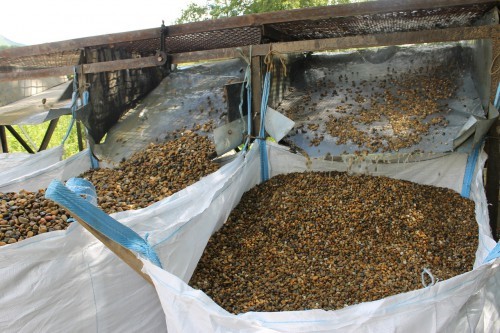  Галька окат (серо-желтая) фр.10-20 мм. купить   в Ставрополе галька серо-желтая, рыжая, серый речная окатанная округлая галька 4000 руб/т   фото 