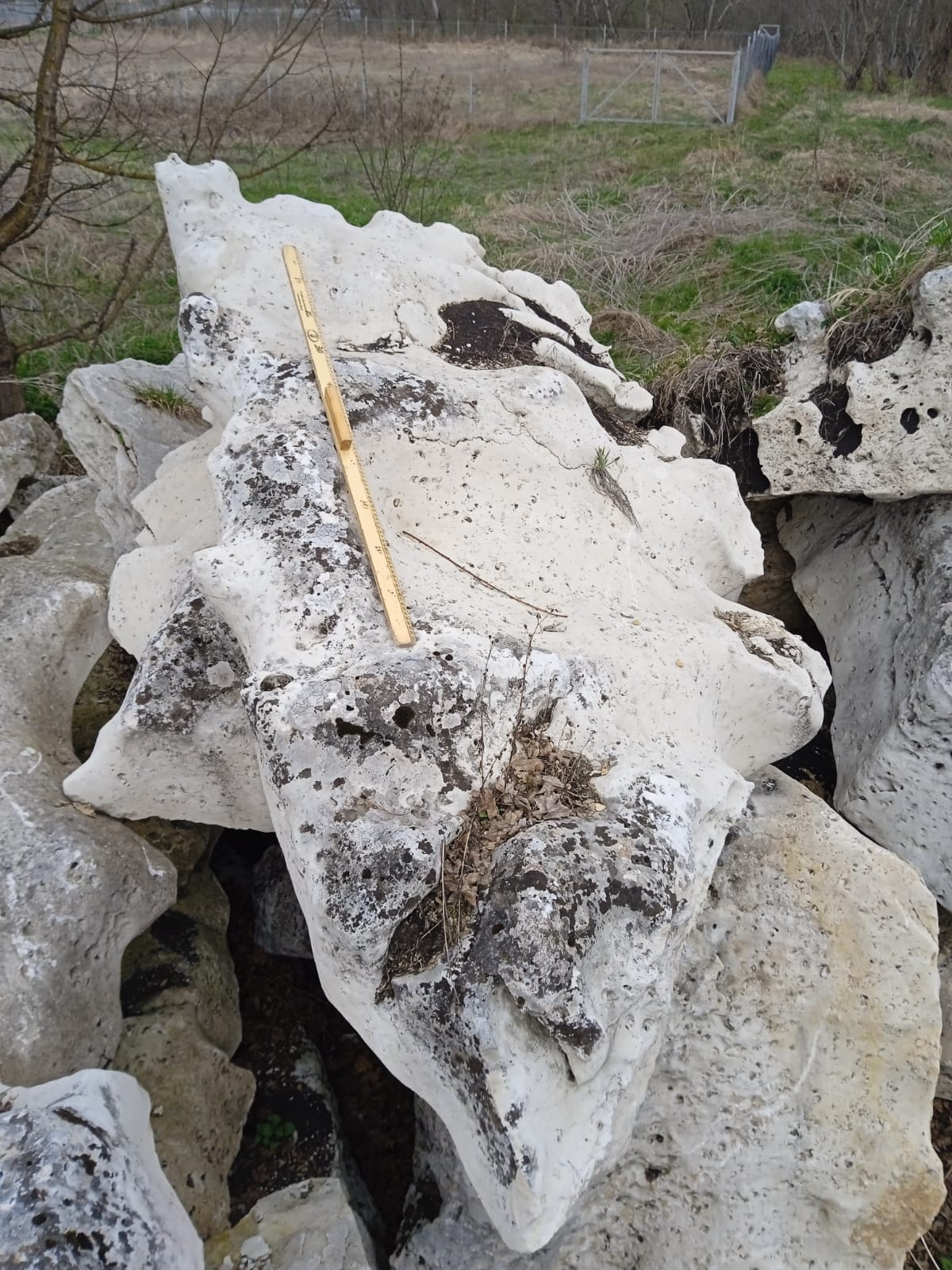  Выветренный известняк со мхом фр. 100-500 мм.  купить в Ставрополе известняк серый белый зеленый валун известняковый крупный 7 500 руб/т   фото 